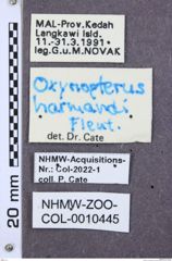 Etikette zu Oxynopterus harmandi (NHMW-ZOO-COL-0010445)